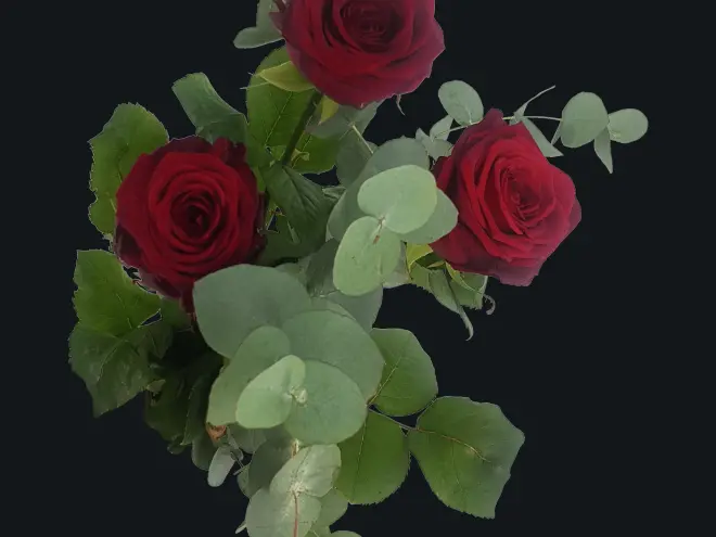 Roosje Rood
